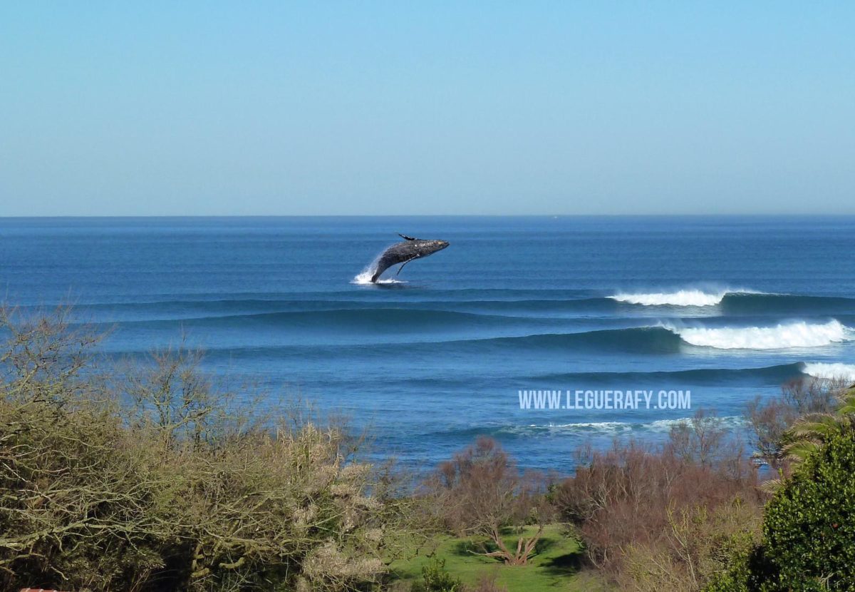 les baleines sont de retour à Guethary